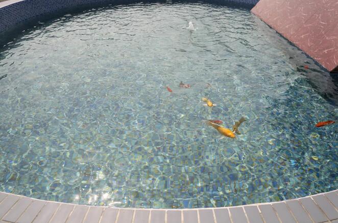 污水凈化后可養魚?這家污水處理廠真牛!- 污水凈化后可養魚?這家污水處理廠真牛!-