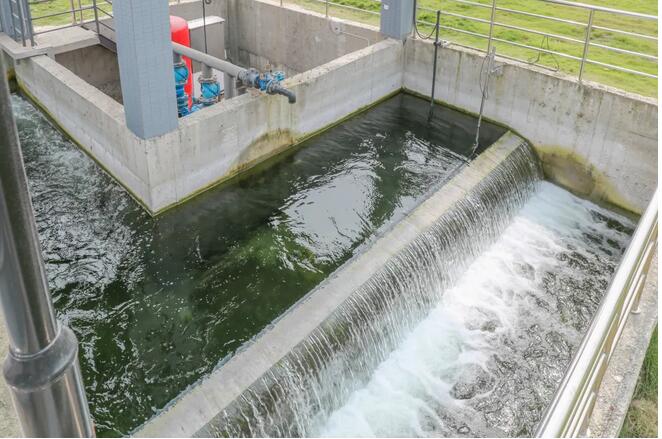 污水凈化后可養魚?這家污水處理廠真牛!- 污水凈化后可養魚?這家污水處理廠真牛!-